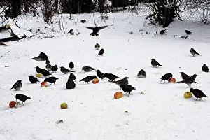 Fieldfares: Birds - feeding on apples in the garden, including