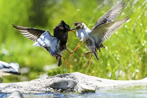 Fight: Two birds fighting in the air, their wings spread in a dynamic scene