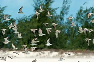 Plovers: Birds in flight - mostly Greater Sand-Plovers but with a few