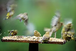 Greenfinches: Birds flying from bird table