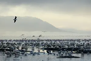 Flamingoes: Birds and Fog over Lake Nakuru