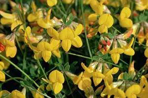 Birdsfoot: Bird's-foot / birdsfoot Trefoil
