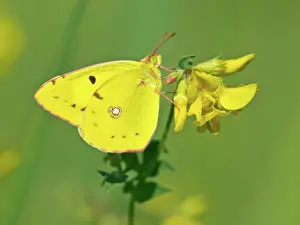 Colias: Bird's-foot Trefoil