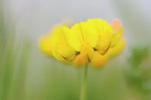 Leguminosae: Bird's-foot Trefoil