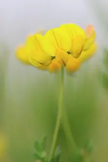 Leguminosae: Bird's-foot Trefoil