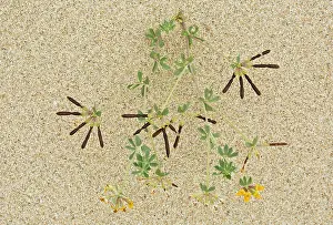 Trefoil: Bird's Foot Trefoil in flower and fruit on dunes