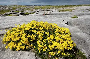 Corniculatus: Bird's Foot Trefoil - on limestone pavement near Black Head