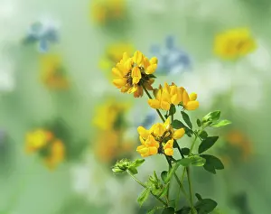 Paeonia: Bird's foot trefoil, Lotus corniculatus, Side view
