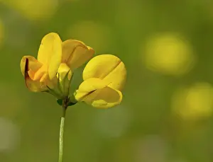 Machair: Bird's Foot Trefoil in the Machair, fertile grassland