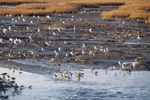 Flyway: Birds in the Marsh at Corte Madera, CA