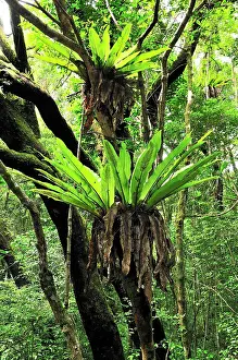 Asplenium: Bird's Nest Fern