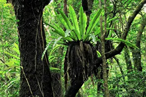 Asplenium: Bird's Nest Fern