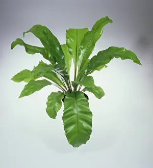 Frond: Bird's Nest Fern