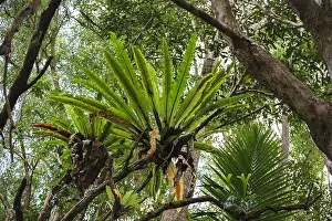 Asplenium: Birds Nest Fern (Asplenium australasicum) in th