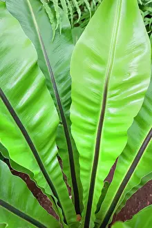 250720: Birds nest fern - Madeira Portugal