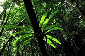 Asplenium: Bird's Nest Fern at tropical rainforest