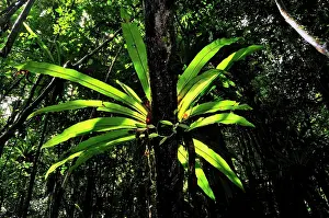 Asplenium: Bird's Nest Fern at tropical rainforest