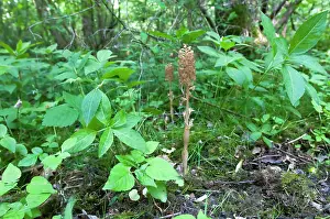 Avis: Bird's-nest Orchid