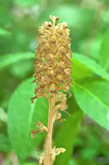 Avis: Bird's-nest Orchid