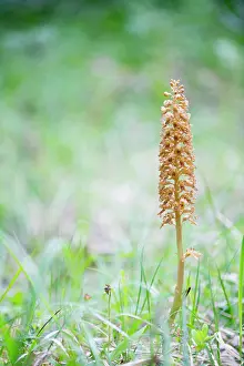 Gotland: Bird's-nest Orchid