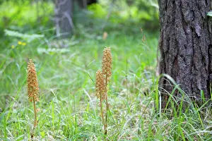 Gotland: Bird's-nest Orchid