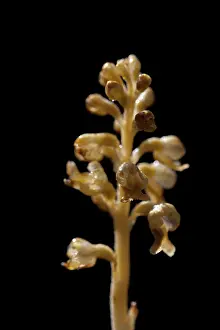 Avis: Bird's-nest Orchid