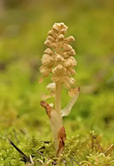 Avis: Bird's Nest Orchid in mossy woodland