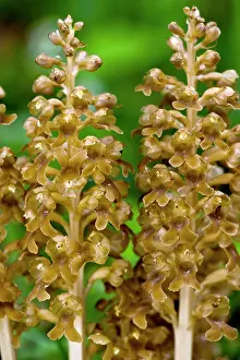 Avis: Bird's Nest Orchid - Saprophytic orchid - in beech wood