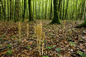 Avis: Bird's Nest Orchid - Saprophytic orchid - in beech wood