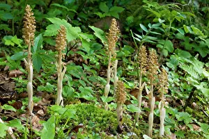Avis: Bird's nest orchid - in shady woodland
