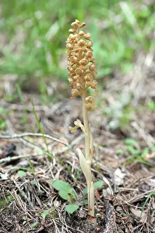 Avis: Bird's-nest orchid - Single flower