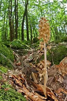Avis: Bird's-nest Orchid in the woods