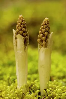 Avis: Bird's nest orchid - young spikes emerging