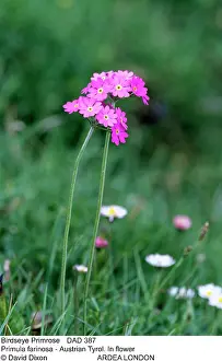 Farinosa: Birdseye Primrose