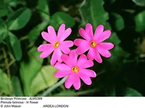 Farinosa: Birdseye Primrose