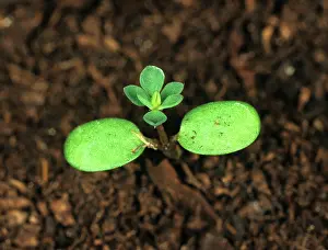 Cotyledon: Birdsfoot trefoil seedling
