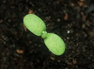 Weed: Birdsfoot trefoil seedling