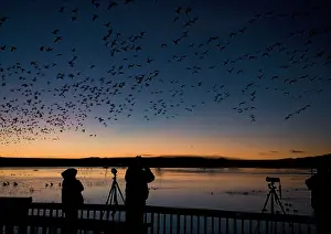Binoculars: Birdwatchers - in the Bosque del Apache National