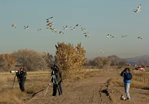 Birdwatchers: Birdwatchers - in the Bosque del Apache National