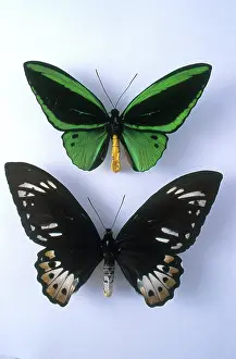 Birdwing: Birdwing Butterflies