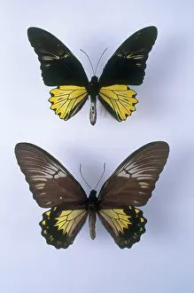 Dorsal: Birdwing Butterflies