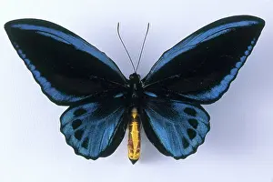 Birdwing: Birdwing Butterfly
