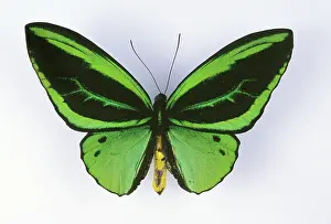 Birdwing: Birdwing Butterfly