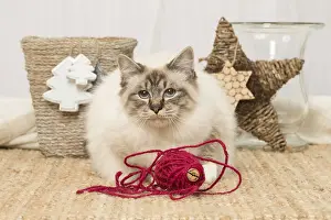 Faune: Birman