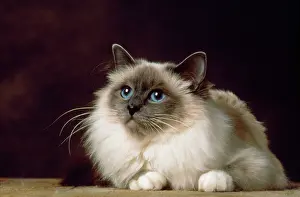 Yann Arthus-bertrand: BIRMAN BLUE POINT CAT