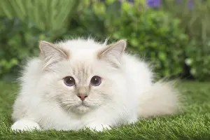 Birmans: Birman Cat