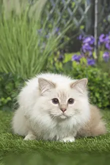 Birman: Birman Cat