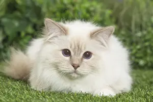 Birman: Birman Cat