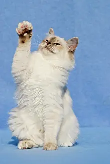 Birman: Birman cat, begging