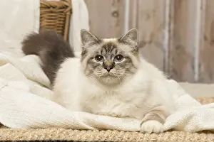 Birmans: Birman cat indoors